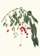 Cerasus visciola, type of sour cherry, Prunus cerasus often referred to as sour cherry or wild sour