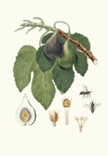 Caprifico, goat fig or wild fig, the masculine form of true fig, ficus carica var. caprificus,