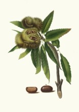 Sweet chestnut, Castanea sativa, also sweet chestnut and real chestnut, authentic, digitally