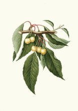 Yellow cherries, Cerasus duracina, authentic, digitally restored reproduction from a 19th century