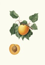 Historic variety of common apricot, Prunus armeniaca, known as Vulgaris Germanica or Albicocca di