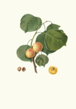 Alessandrina gialla precoce, Albicocca luciente o siu, a historic Italian apricot variety