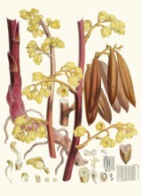 Cyrtosia lindleyana, synonym Galeola lindleyana, leafless orchid species native to temperate and