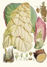 Rheum nobile, Sikkim rhubarb or noble shubarb, huge herbaceous plant from the cruciferous family