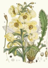 Meconopsis Nepalensis, Nepali poppy or satin poppy, is a distinctive, short-lived perennial from