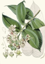 Duabanga sonneratioides, tree in the willow family from East India to Southeast Asia and