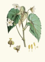 Begonia cathcartii, Red-Hair Begonia, is a rhizome-forming herbaceous plant that is native to the