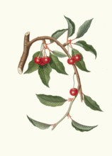 Ciliegio visciolino, sour cherry tree or generally sour cherry tree, Morelle, authentic, digitally