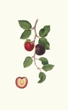 Prunus armeniaca, Armeniaca prunata, apricot, authentic, digitally restored reproduction from a