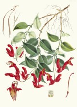 Aeschynanthus Peelii, species from the genus of pubic flowers, Aeschynanthus, which belongs to the