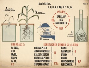 Historical teaching board illustrating the assimilation of plants, the oxygen cycle, nutritional