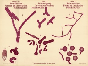 The various forms of bacterial branches, involutions and plasmoptysis, morphological changes in