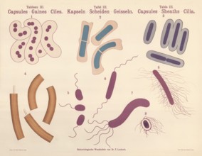 Illustrations depict various morphological features of bacteria that were important in the 19th and