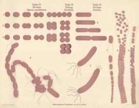 Illustrations show microscopic details of pathogenic bacteria and their multiplication processes,