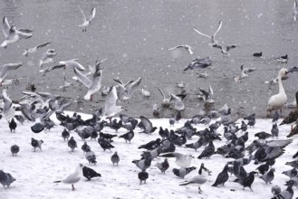 Pigeons and seagulls in winter during snowfall, Germany