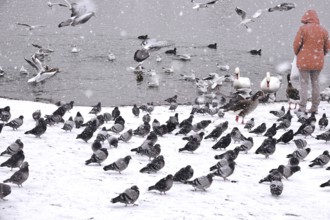Doves, seagulls and swans in winter during snowfall, Germany