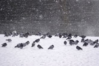 Pigeons in winter during snowfall, Germany