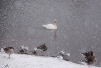 Swan in water, winter, Germany