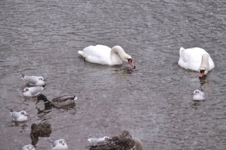 Swans in water, winter, Germany