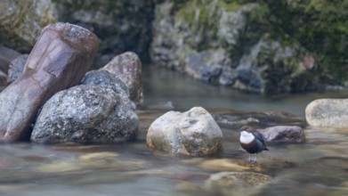 White-throated White-throated Dipper (Cinclus cinclus), sitting on a stone in a stream, Kundler