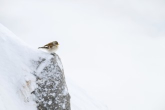 Snowfinch (Montifringilla nivalis) in winter, Hafelekar, Karwendel mountains, Tyrol, Austria