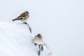 Snowfinches (Montifringilla nivalis) in winter, Hafelekar, Karwendel mountains, Tyrol, Austria