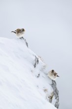 Snowfinches (Montifringilla nivalis) in winter, Hafelekar, Karwendel mountains, Tyrol, Austria