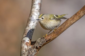 Goldcrest (Regulus regulus), Tiefenbach Gorge, Kramsach, Tyrol, Austria