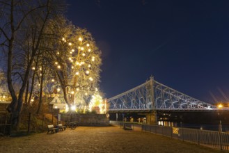 Atmospheric night view at the Blue Wonder Elbe Bridge, a large tree with Herrnhut stars glows in