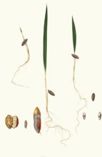 Germination of date seeds, date palm, Phoenix dactylifera, authentic, digitally restored