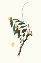 Ziziphus vulgaris Lam, synonym Ziziphus jujuba Mill, Chinese jujube, Chinese date or red date,