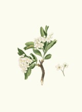 Azarol thorn flower or azarola apple flower, Mediterranean species of hawthorn, Crataegus azarolus,