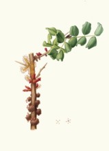 Male carob tree flower or male carob tree flower, Ceratonia siliqua, authentic, digitally restored