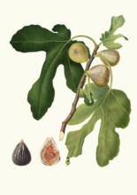 Fico vezzoso, ficus carica sativa, a historical name for a specific type of fig, also known as fico