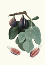 San Piero fig tree, Ficus carica, a specific fig variety cultivated especially in Tuscany,