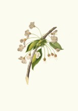 Blossoms of Ciliegio Grafione, cherry tree of the Grafione variety, known for its large,