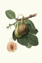 Fico Portoghese, a Portuguese name for a specific type of fig, Del Portogallo, Ficus carica,