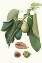 Fico della Lunigiana, a specific type of fig that comes from the Lunigiana region in the northern