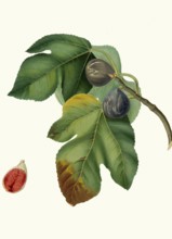 Fico melograno, variation of the real fig, authentic, digitally restored reproduction from a 19th