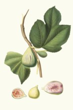 Ficus carica bifera, fig varieties of real figs that bear fruit twice a year, authentic, digitally