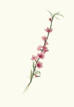 Large-leafed peach blossoms with purple corollas, authentic, digitally restored reproduction from a