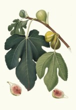 Ficus carica sativa, Fico Pissaluto, a local Italian, often Sicilian, name for a specific type of