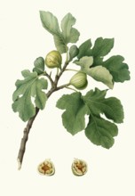Fico verdeccio, ficus carica, green fig or Italian fig Verdino. This variety is known for its