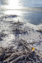 Hoarfrost and ice on the banks of the Elbe, Coswig, Saxony, Germany