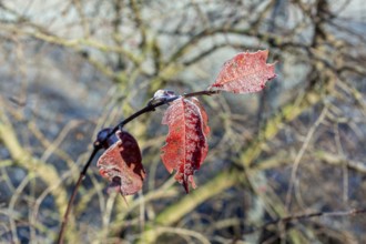 Last leaves of red autumn leaves on a branch with hoarfrost, Saxony, Germany