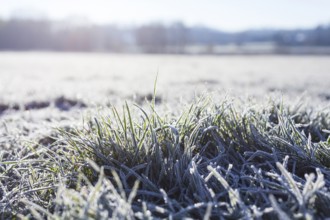 Hoarfrost on every blade of grass on the Elbe meadows, Coswig, Saxony, Germany