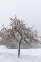 Apple trees (malus) still full of apples covered in snow, onset of winter in Oberwartha, Dresden,