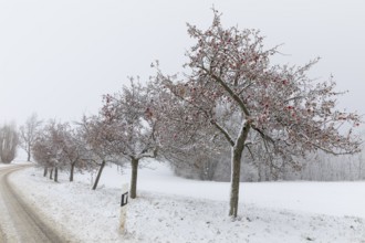 Apple trees (malus) still full of apples covered in snow, onset of winter in Oberwartha, Dresden,