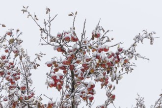 Ripe apples covered in snow on the branches of an apple tree, onset of winter in Oberwartha,