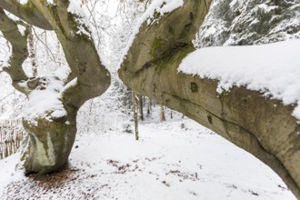 Snow-covered Süntel beech, copper beech (Fagus sylvatica), Tharandt Forest, Saxony, Germany